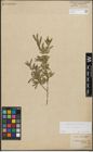 Foto von Salix purpurea L.